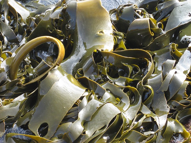 Rumput laut kelp
