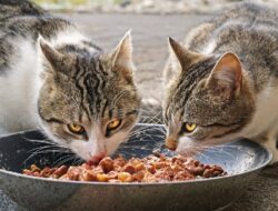 14 Daftar Bahan Makanan Kucing Peliharaan