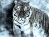 Ini 6 Fakta Menarik tentang Harimau Siberia, Terbesar di Dunia