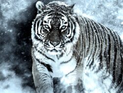 Ini 6 Fakta Menarik tentang Harimau Siberia, Terbesar di Dunia