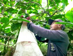 Mengenal Desa BRILIan Trawas: Giat Sukses Pelaku UMKM Kopi dan Jamur Tiram Berkat Inovasi dan Kreativitas
