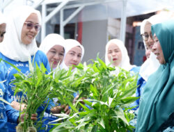 BRI Peduli Bertani di Kota (BRInita) di Banjarmasin, Menghasilkan dari Menanam di Lahan Sempit