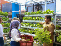 Kisah BRInita di Jayapura, Urban Farming Jadi Gaya Baru Bertani di Lahan Sempit