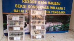 BKSDA Sultra Amankan Burung Kakatua dan Nuri Bayan yang Diselundupkan dari Maluku