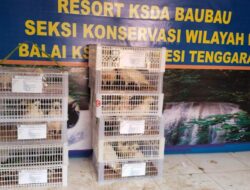 BKSDA Sultra Amankan Burung Kakaktua dan Nuri Bayan yang Diselundupkan dari Maluku