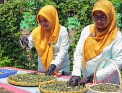 Berkat “BRInita”, Teh Herbal Jadi Produk Unggulan Poktan Bensor Semarang