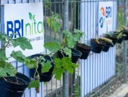 Kisah Mrican Caturtunggal di Yogyakarta, Sukses Bertani di Kota bersama BRI