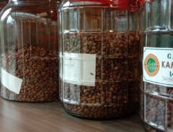 Menikmati Kopi Akar Wangi di Desa Wisata, Semakin Tumbuh dengan Program BRI “Klasterku Hidupku”