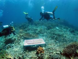 Geliat Kelompok Maratua Lestarikan Terumbu Karang Bersama BRI Peduli