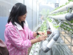 Didukung oleh BRI Peduli, Intip Kegiatan Bertani di Tengah Kota Medan