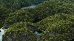 Danau Ubur-ubur Jadi Spot Baru yang Wajib di Kunjungi untuk Trip Labengki ke Sombori