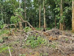 DLH Mubar Tebang Tiga Pohon Jati di Hutan Matakidi