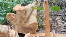 Keterangan Kadis dan Kepala Seksi DLH Mubar soal Penebangan Pohon Jati di Hutan Matakidi Berbeda