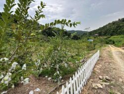 Kebun Jambu Kristal Jadi Agrowisata yang Wajib Dikunjungi di Desa Alebo Konsel