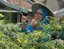 Program BRInita Sukses Jadikan Kelurahan Padjajaran Bandung Percontohan Urban Farming