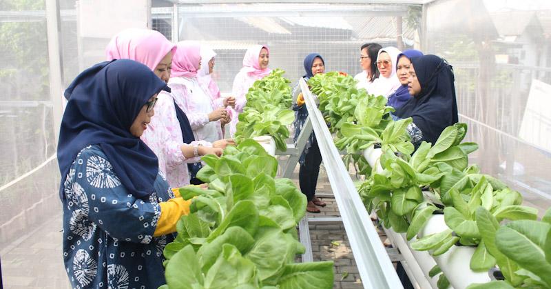 Lewat BRInita, Kampung Hijau Kemuning Tangerang Sulap Lahan Sempit Jadi Produktif