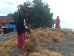 Klaster Usaha Rumput Laut Kampung Pogo, UMKM Binaan BRI yang Dorong Perekonomian Nelayan Pesisir Sulsel