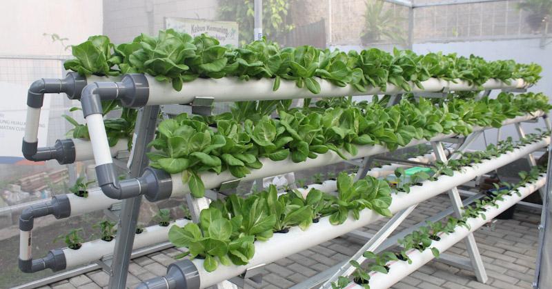 Lewat BRInita, Kampung Hijau Kemuning Tangerang Sulap Lahan Sempit Jadi Produktif