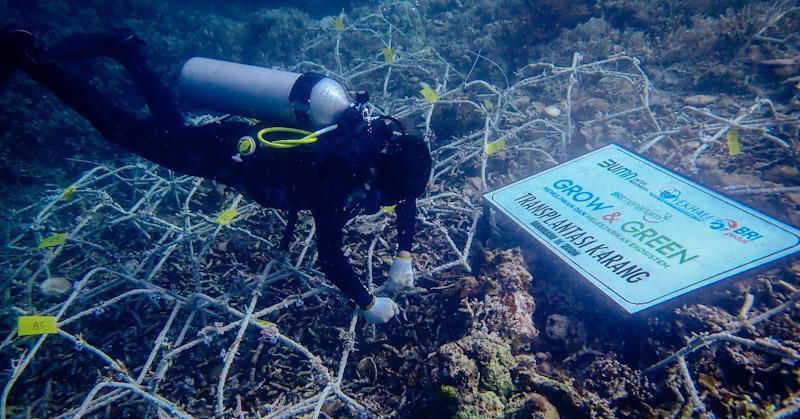 BRI Menanam Grow & Green Bantu Jaga Ekosistem Laut dan Kembangkan Potensi Wisata Daerah 1 BRI Menanam Grow & Green Bantu Jaga Ekosistem Laut dan Kembangkan Potensi Wisata Daerah