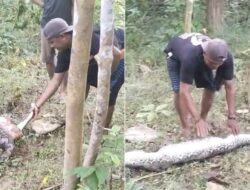 Ular Piton Empat Meter Telan Anak Sapi di Kebun Warga Muna Barat