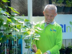 Didukung BRINita, Kelompok Tani Ini Sulap Lahan Terbengkalai Jadi Produktif