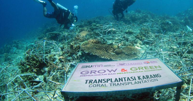 BRI Pulihkan Ekosistem dan Lawan Perubahan Iklim Melalui Program Menanam - Grow & Green