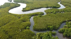 Amazon-nya Indonesia Bernama Muara Lakologou, Rumah bagi Ribuan Kelelawar