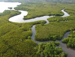 Amazon-nya Indonesia Bernama Muara Lakologou, Rumah bagi Ribuan Kelelawar