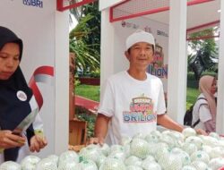 KUR BRI Dorong Kemajuan Klaster Jambu Kristal di Purworejo