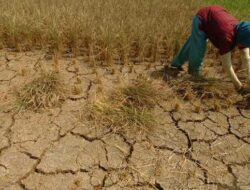 BMKG Imbau Masyarakat Sultra Waspada Musim Kemarau
