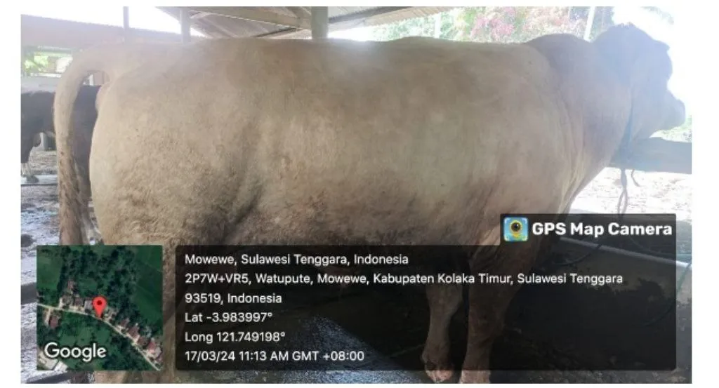 Pemprov Usulkan 4 Ekor Sapi untuk Kurban Presiden di Sultra 1 Pemprov Usulkan 4 Ekor Sapi untuk Kurban Presiden di Sultra