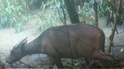 BKSDA Sultra Perkuat Pendataan Populasi Anoa, di SM Tanjung Peropa Diperkirakan 200 Ekor 7 BKSDA Sultra Perkuat Pendataan Populasi Anoa, di SM Tanjung Peropa Diperkirakan 200 Ekor