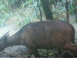 BKSDA Sultra Perkuat Pendataan Populasi Anoa, di SM Tanjung Peropa Diperkirakan 200 Ekor