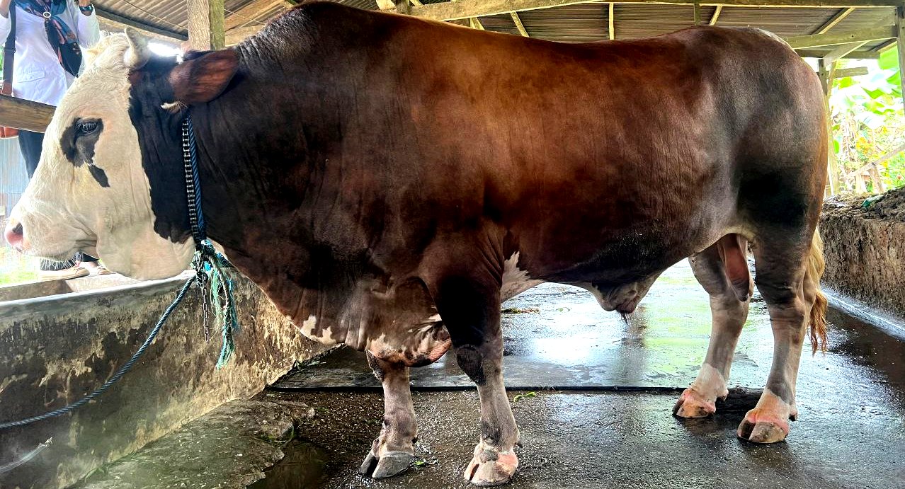 Sapi dari Kolaka Timur Terpilih Jadi Kurban Presiden, Bobotnya 1 Ton