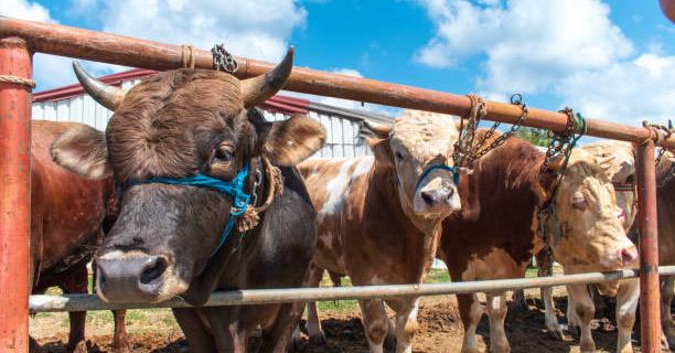 Hewan Kurban di Mubar Capai 309 Ekor, Pj Bupati Sumbang Dua Ekor Sapi