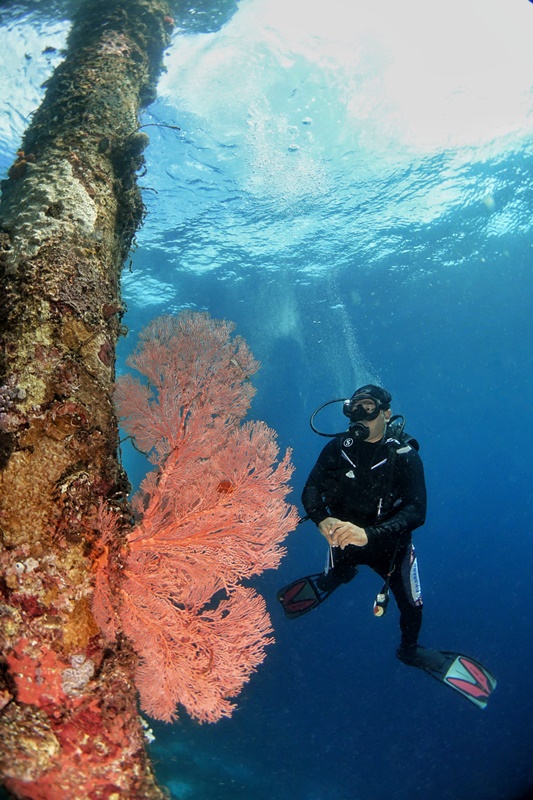 Sombu Dive Wakatobi Tawarkan Penyelaman Segala Kalangan