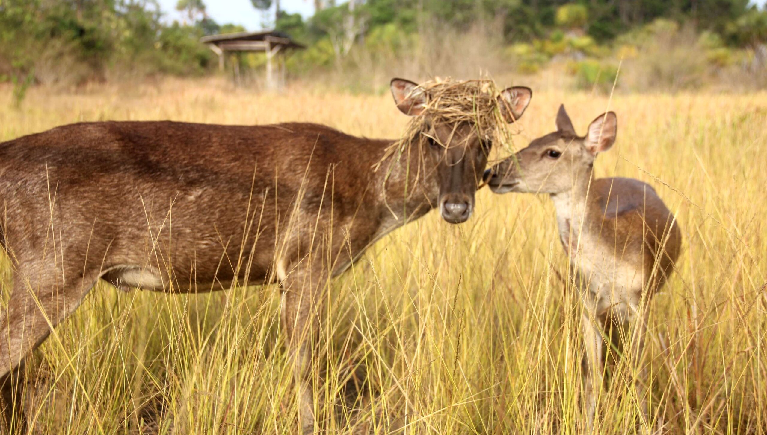 Berkelana di Padang Savana Rawa Aopa 1 Berkelana di Padang Savana Rawa Aopa
