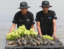 Upaya Nyata Menyelamatkan Lahan Kritis Akibat Abrasi, BRI Salurkan Ribuan Bibit Mangrove pada Kelompok Tani di Muaragembong