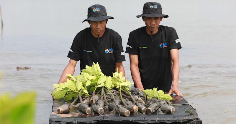 Upaya Nyata Menyelamatkan Lahan Kritis Akibat Abrasi, BRI Salurkan Ribuan Bibit Mangrove pada Kelompok Tani di Muaragembong