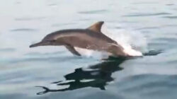 Bermain Bersama Lumba-Lumba di Pulau Pendek Buton