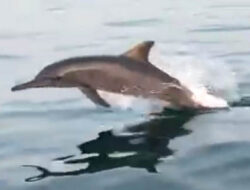 Bermain Bersama Lumba-Lumba di Pulau Pendek Buton