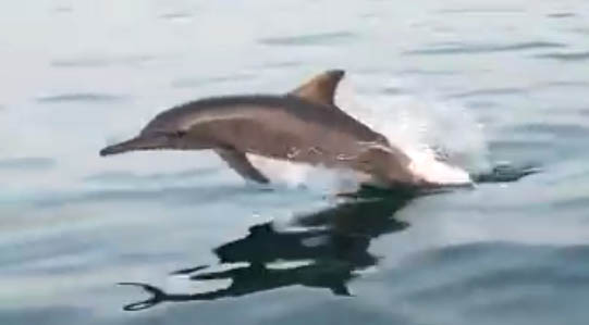 Bermain Bersama Lumba-Lumba di Pulau Pendek Buton 1 Bermain Bersama Lumba-Lumba di Pulau Pendek Buton