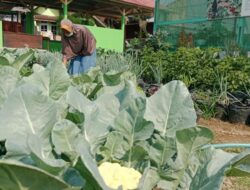 Sukses Gali Potensi Pertanian dan Wisata, Ini Cerita Desa Cikaso yang Raih Juara Desa BRILian