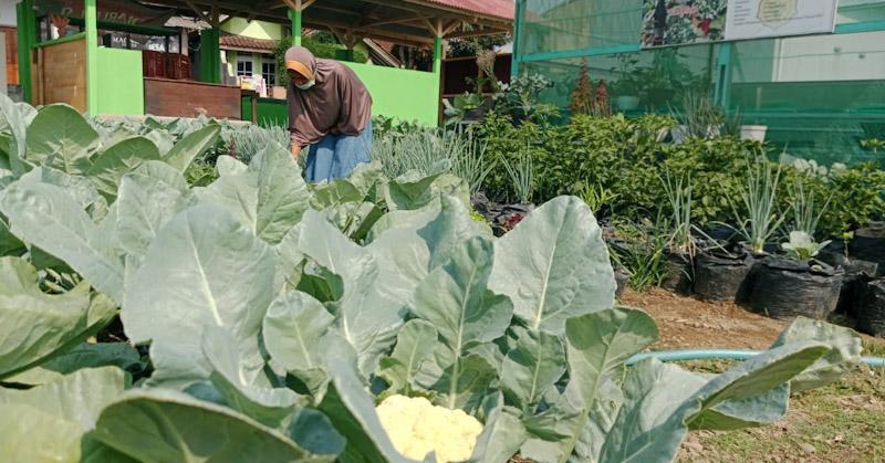 Sukses Gali Potensi Pertanian dan Wisata, Ini Cerita Desa Cikaso yang Raih Juara Desa BRILian