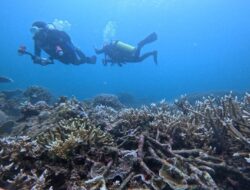 Gebyar Merdeka Desa Wisata Namu dari Pengibaran Bendera Bawah Laut, Aksi Lingkungan hingga Donasi Sosial