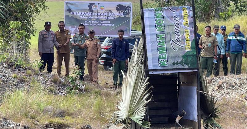 Balai TNRAW Lepasliarkan Burung Maleo di Blok Hutan Mempaho
