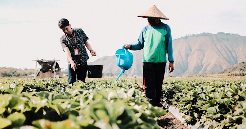 Dirut BRI Sunarso Ungkap Ketahanan Pangan Jadi Kunci Indonesia Keluar dari Middle Income Trap 1 Dirut BRI Sunarso Ungkap Ketahanan Pangan Jadi Kunci Indonesia Keluar dari Middle Income Trap