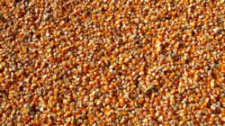 Sekdes di Muna Diduga Manipulasi Bantuan Bibit Jagung Demi Dukung Paslon Bupati 8 Sekdes di Muna Diduga Manipulasi Bantuan Bibit Jagung Demi Dukung Paslon Bupati