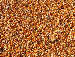 Sekdes di Muna Diduga Manipulasi Bantuan Bibit Jagung Demi Dukung Paslon Bupati