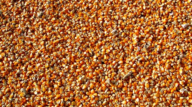 Sekdes di Muna Diduga Manipulasi Bantuan Bibit Jagung Demi Dukung Paslon Bupati